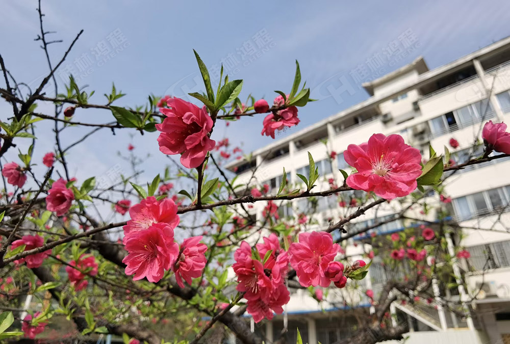 桂林鴻程花團錦簇，滿園春色，邀您一起共賞春景，共商大計！